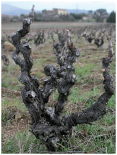 Chapoutier - Old Vines
