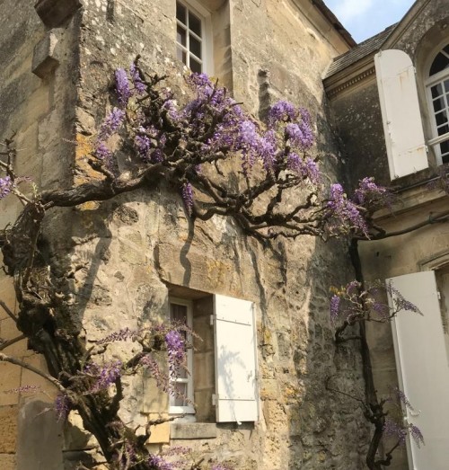 Purple vine creeping up wall